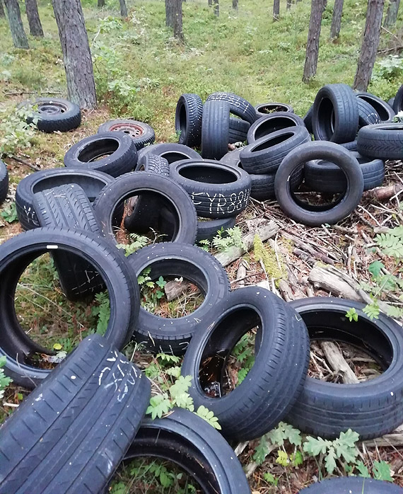 W lasach rosną grzyby i... sterty śmieci