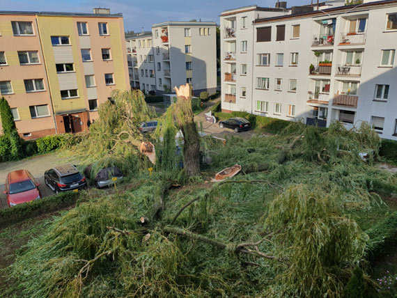Na osiedlu runo ogromne drzewo! Zniszczyo dwa samochody