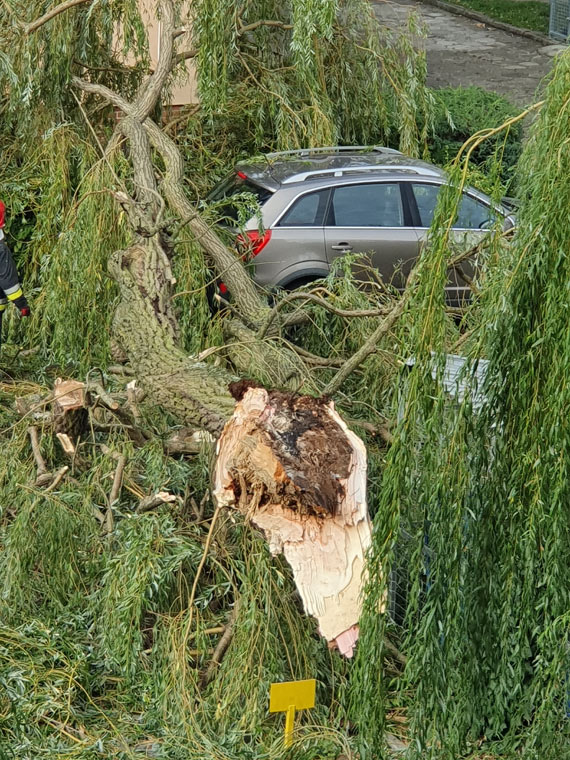 Na osiedlu runo ogromne drzewo! Zniszczyo dwa samochody