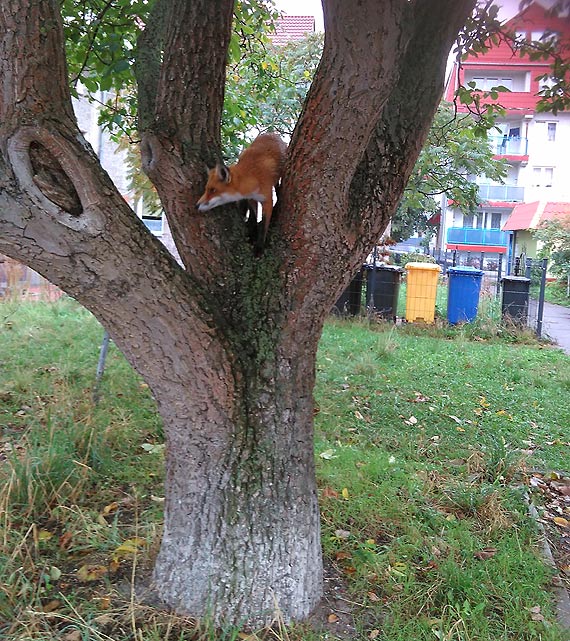  Lisek nadrzewny?