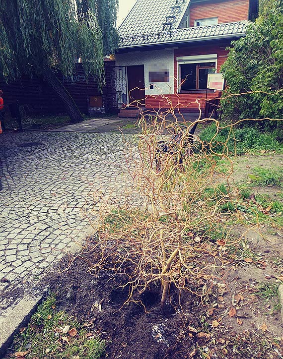 Na terenie naszego miasta grasuje ekobandzior!