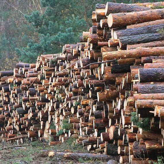 Lasy skutecznie zniechcaj zodziei