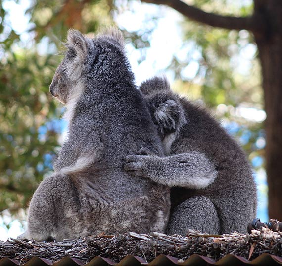 Stowarzyszenie Zielone Wyspy na pomoc Australii