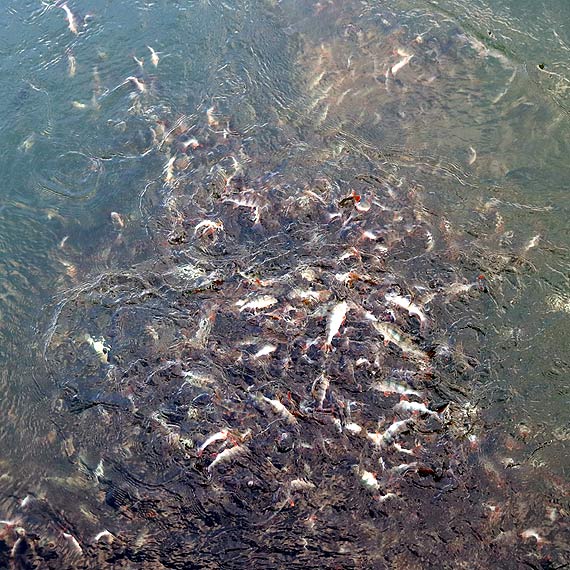Okonie w Basenie Pnocnym pod napiciem?