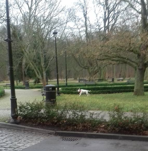 Mieszkaniec do właścicieli dużych psów. Nie spuszczajcie swoich pupili ze smyczy!