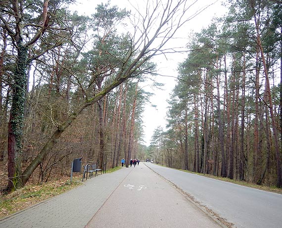 Czytelnik - Niebezpieczne drzewo!
