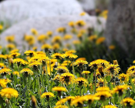 Co sprawia, e zarwno natura, jak i nasza cera wyglda piknie? 7 skadnikw prosto z natury