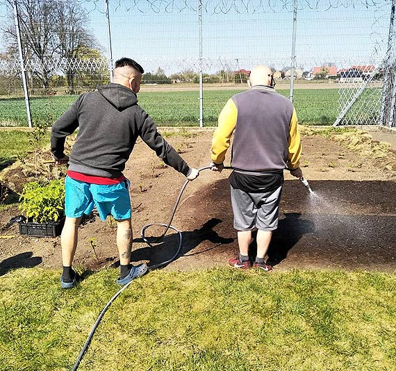 Skazani odbywajcy kar w  gorzowskim wizieniu uprawiaj ogrdek warzywny. Wszystko to w ramach programu resocjalizacji „Ogrd za murem”