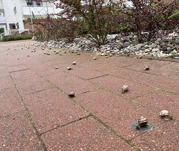 Osiedle Platan „zaatakoway”...limaki!