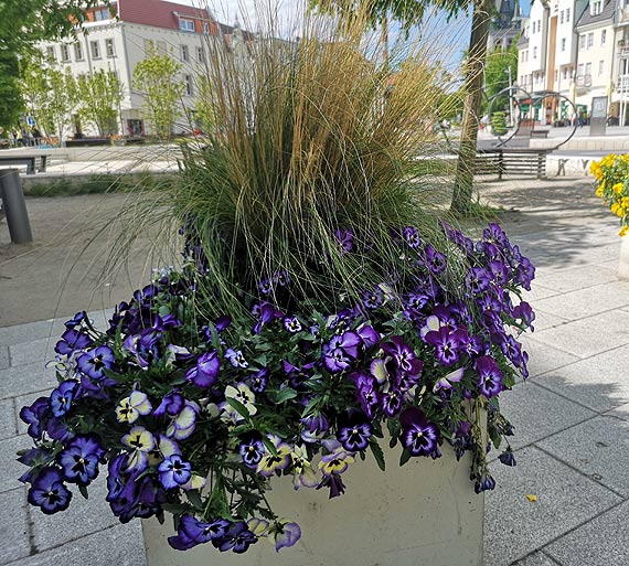 Nowe nasadzenia w centrum miasta