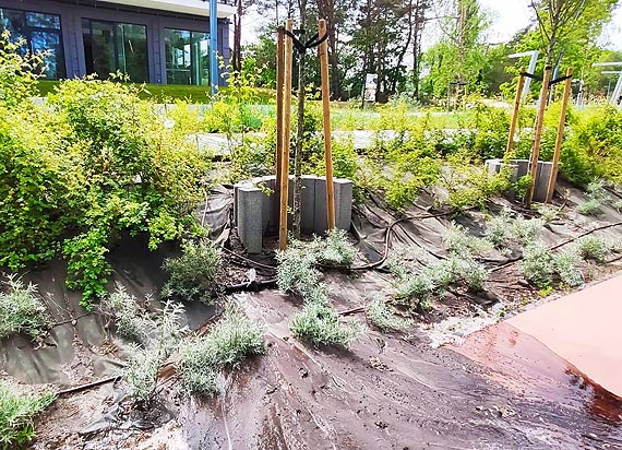 Promenada Zdrowia wymaga melioracji?!