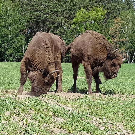 ubry w Nadlenictwie Bierzwnik