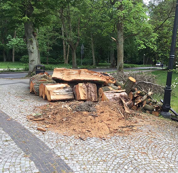 Mieszkaniec: Czy w parku będzie gigantyczne ognisko?