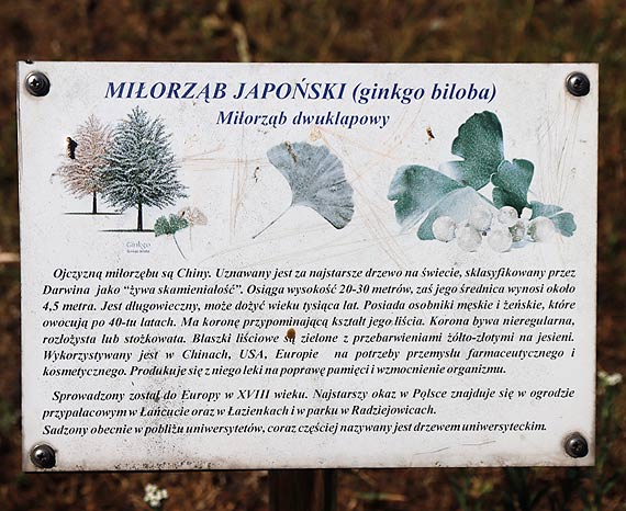 Pami ktra umiera