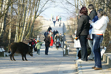 Dziki na promenadzie