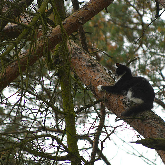Kot przez 4 dni siedzia na drzewie. Wezwano straakw