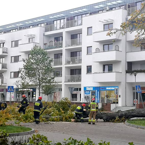 Wiatr szaleje w winoujciu. Przewraca drzewa, kwietniki, ogrodzenia na budowie