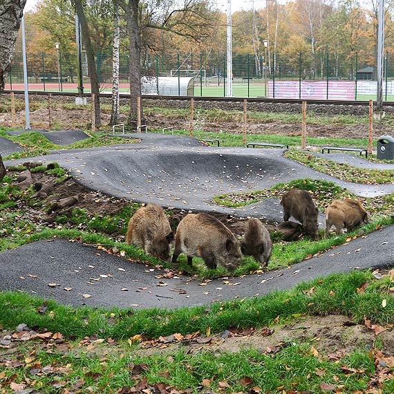 Dziki odwiedziy pumptrack na Warszowie