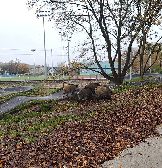 Dziki odwiedziy pumptrack na Warszowie