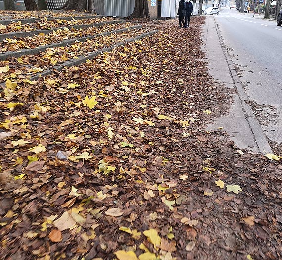 Czytelnik: Licie zawadny caym chodnikiem!