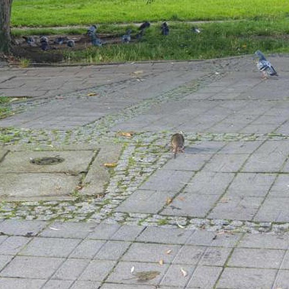 Szczury i gobie maj „karmnik” na ulicy Matejki