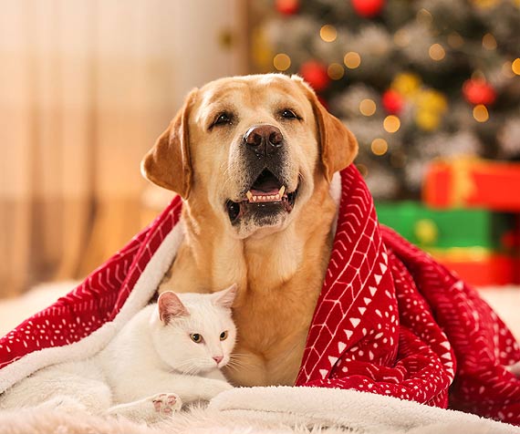wita Boego Narodzenia-trudny czas dla zwierzt domowych