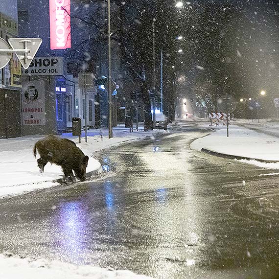 Ostra zima wygania dziki na ulice miasta!? /film/