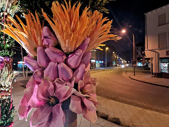 Palmowy zawrót głowy na Placu Wolności