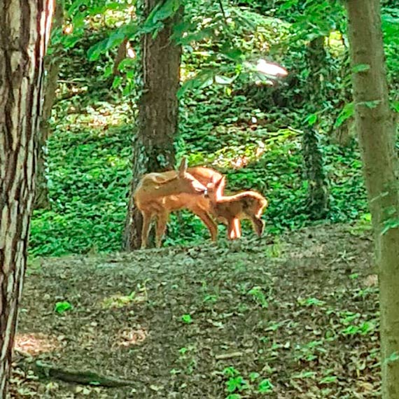 Takie spotkania z natur podczas spaceru