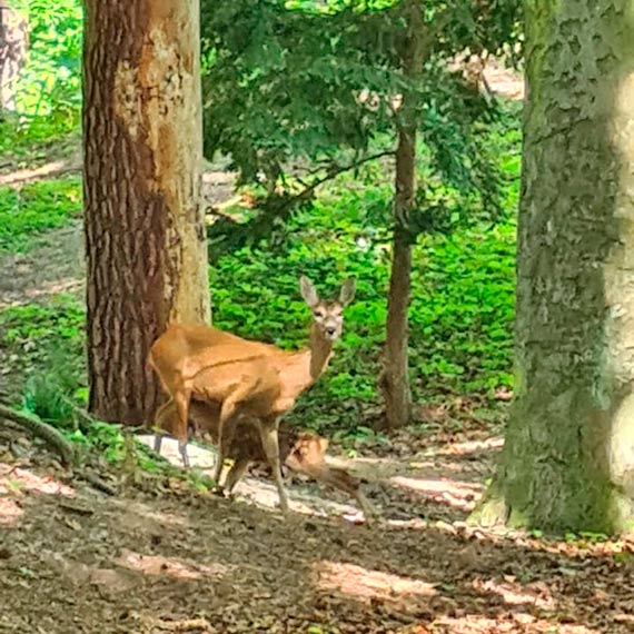 Takie spotkania z natur podczas spaceru