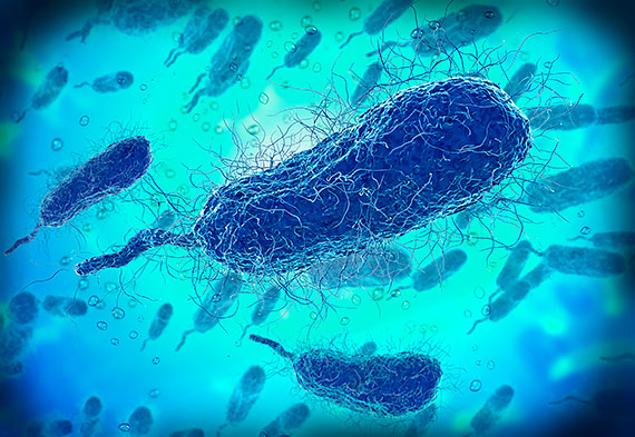 Szczeciski sanepid potwierdza wykrycie misoernej bakterii. Mczyzna trafi do specjalistycznego szpitala