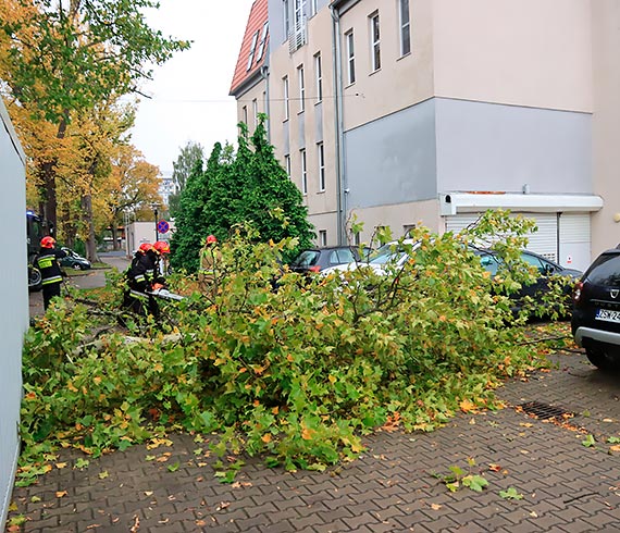 Kierowcy mog mwi o duym szczciu. Tylko kilku centymetrw zabrako do tego, aby ogromna ga zdemolowaa ich auta