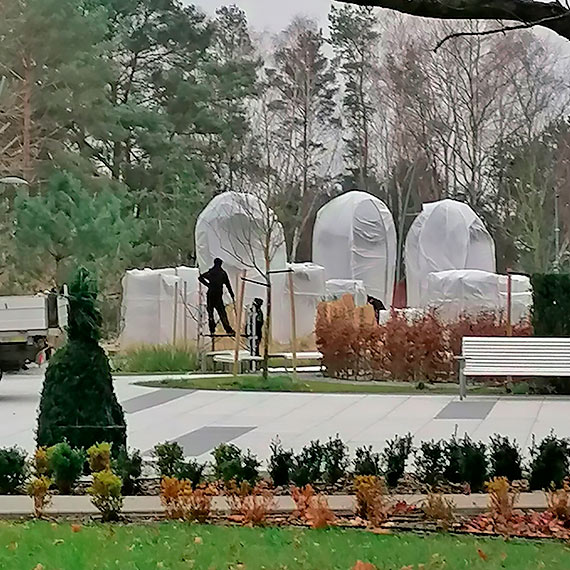 Palmy nie lubi zimy. Egzotyczne roliny zostay zabezpieczone