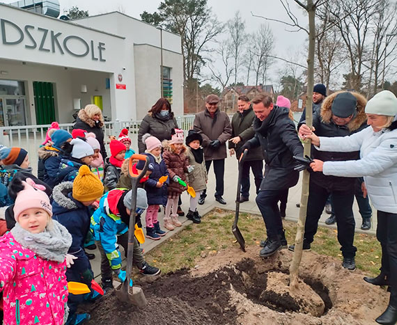 Platany dla przedszkola w winoujciu na fina tegorocznej akcji sadzenia drzew