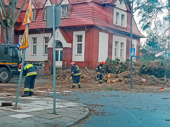 Powalone drzewa w parku i na ulicach