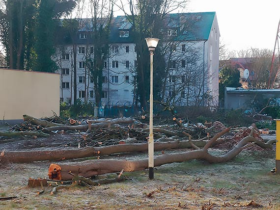 Mieszkaniec - Kolejna wielka wycinka w dzielnicy nadmorskiej!