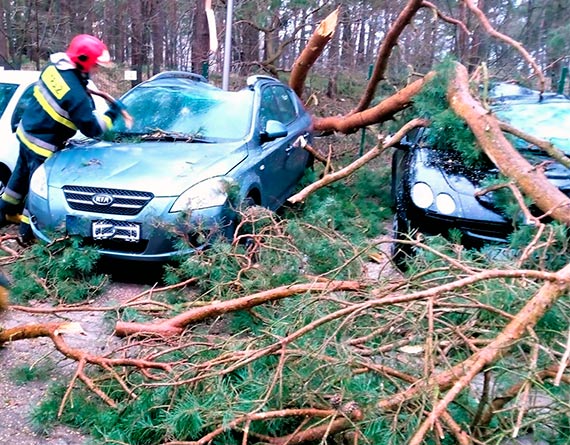 Straacy podsumowali dziaania zwizane z usuwaniem skutkw orkanu Eunice. W cigu niecaej doby wyjedali prawie 50 -razy