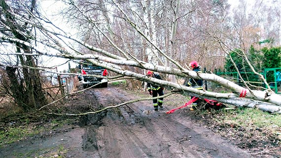 Straacy podsumowali dziaania zwizane z usuwaniem skutkw orkanu Eunice. W cigu niecaej doby wyjedali prawie 50 -razy