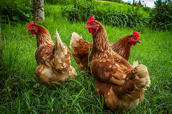 Kaufland dotrzymuje obietnicy – sie nie sprzedaje ju jaj pochodzcych od kur z chowu klatkowego 