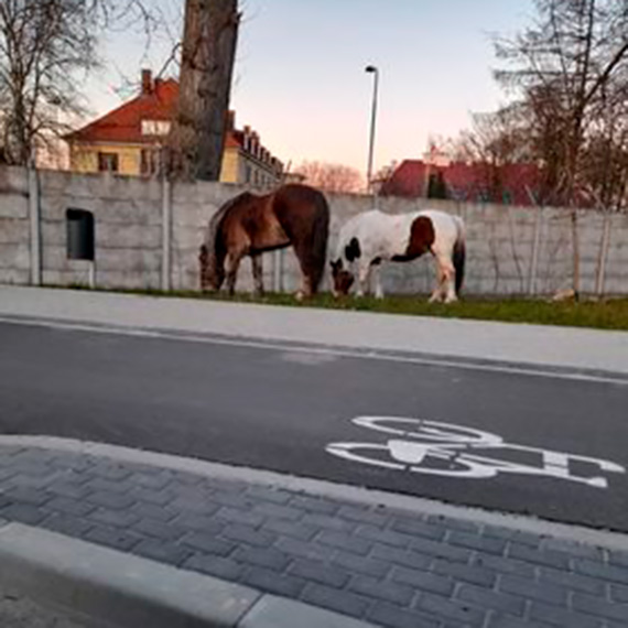 Poszy konie po betonie!