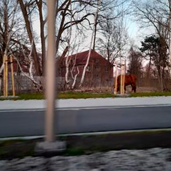 Poszy konie po betonie!