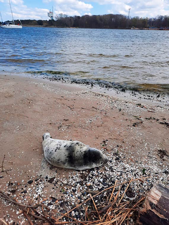 Maa, szara foka wygrzewa si na piasku