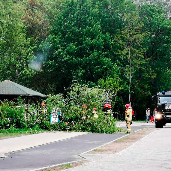 Zaamanie pogody w winoujciu. Wiatr powali kilka drzew w Parku Zdrojowym 