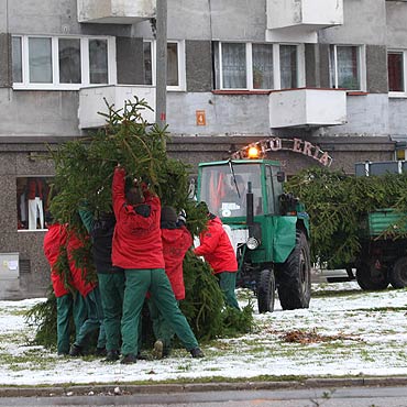 Stawiali, stawiali i wreszcie postawili, czyli opowie pt. „Bo to brzydka choinka bya”