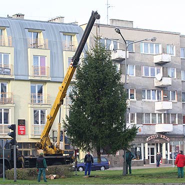 Stawiali, stawiali i wreszcie postawili, czyli opowie pt. „Bo to brzydka choinka bya”