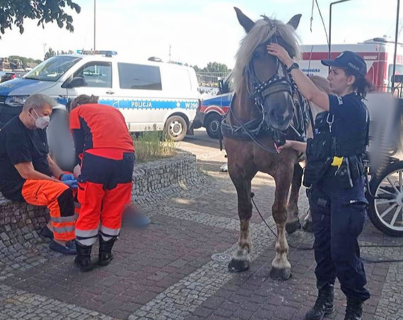 Szybka reakcja i zimna krew policjantw pozwolia na uspokojenie sposzonego konia