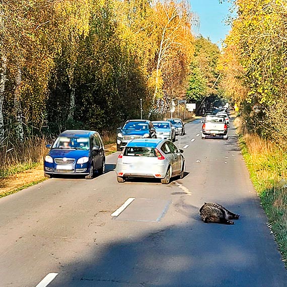 Chwile grozy na Pomorskiej, osobowa Kia kontra duy dzik! Zwierz wybiego na jezdni i uszkodzio auto