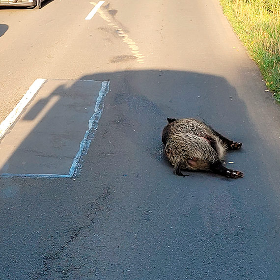 Chwile grozy na Pomorskiej, osobowa Kia kontra duy dzik! Zwierz wybiego na jezdni i uszkodzio auto