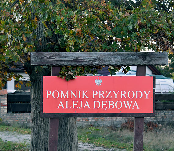 Wyjtkowy Pomnik Przyrody. Aleja Dbowa w Karsiborze