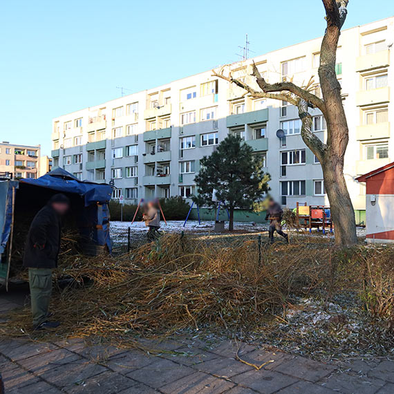 Mieszkacy: „wycinaj zdrowe wierzby!”. Pracownicy: Nie planujemy usunicia tych drzew